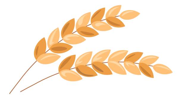 istock Ear of wheat or barley, oat cops harvesting vector 2161095804