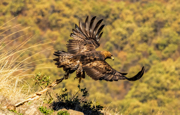 istock Action photography of Golden Eagle 2161097600