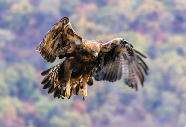 istock Action photography of Golden Eagle 2161097678