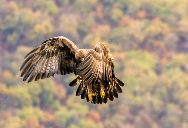 istock Action photography of Golden Eagle 2161097727