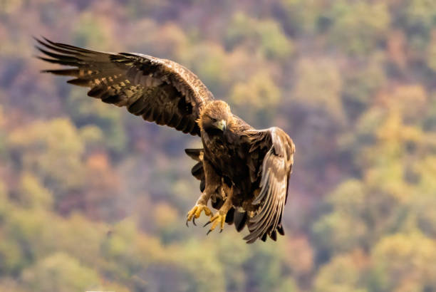istock Action photography of Golden Eagle 2161097793