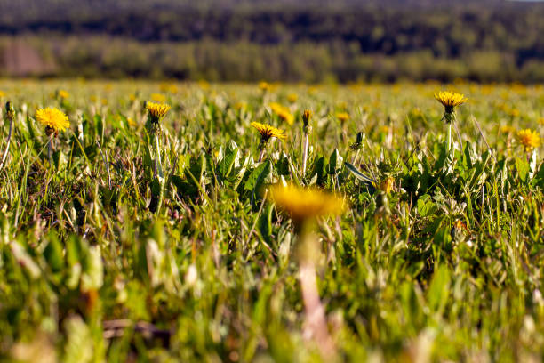 istock Yellow dandelions on a green summer field 2161098411