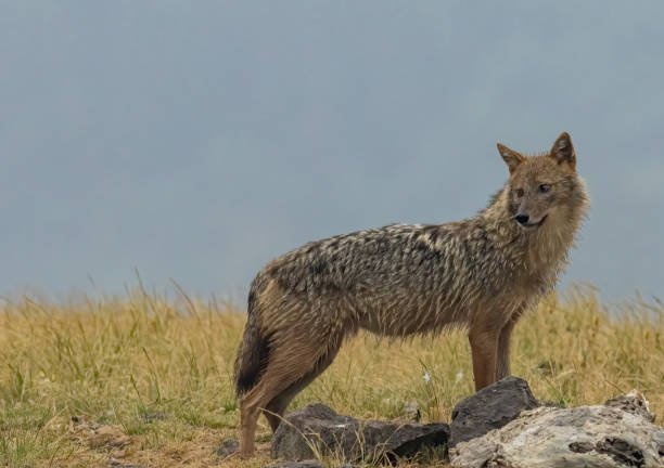 istock Golden Jackal in a natural habitat 2161099024