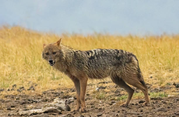 istock Golden Jackal in a natural habitat 2161099041
