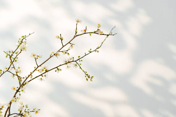 istock Blooming spring branches with flowers and its shadow on white background 2161099047