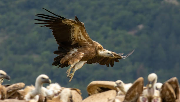 istock Griffon Vulture (Gyps fulvus) on feeding station 2161099244
