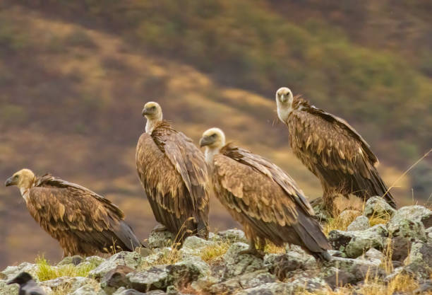 istock Griffon Vulture (Gyps fulvus) on feeding station 2161099314