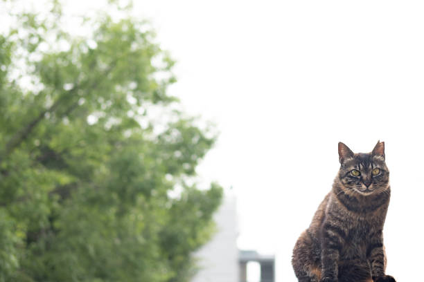 Tabby cat sitting in front of a tree