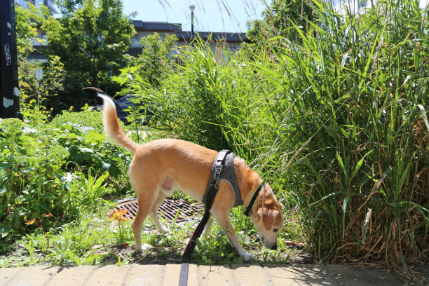 istock Dog on leash smelling the grass 2161101972