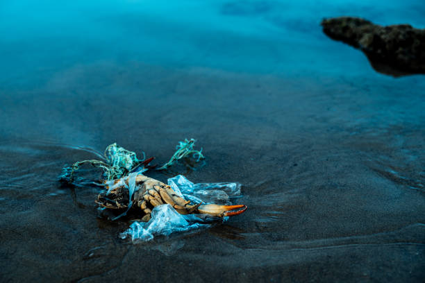 A crab trapped in plastic and fishing line on the sandy beach. Plastic pollution and environmental issues concept.
