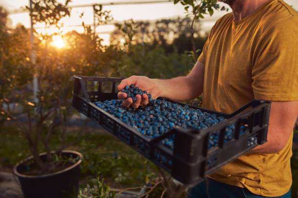 istock Farmer picking fresh blueberries on a farm. 2161106604