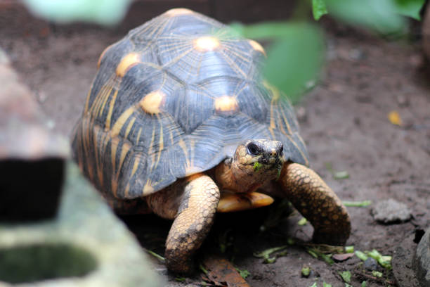 Portrait of radiated tortoise,The radiated tortoise eating flower ,Tortoise sunbathe on ground with his protective shell ,cute animal ,Astrochelys radiata ,The radiated tortoise from Madagascar