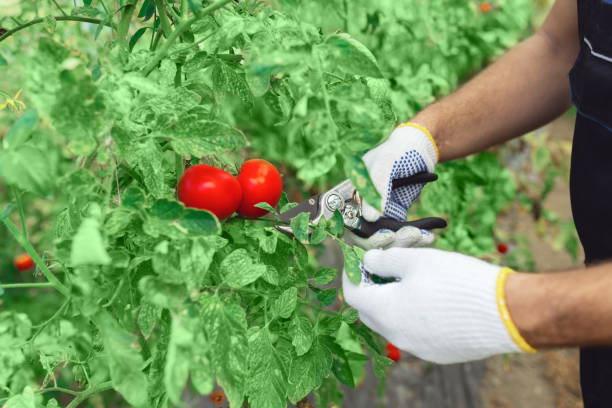 istock Worker in a small organic greenhouse pruning tomato and taking c 2161107582