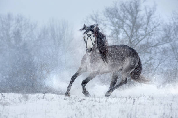 istock White horse run fast in snow 2161107764