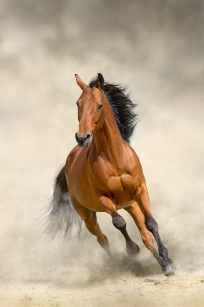 Bay stallion free run fast on desert dust