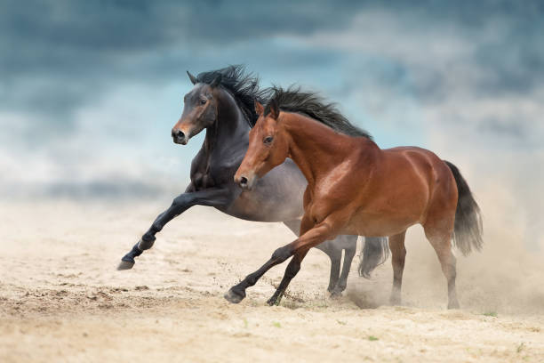istock Bay horses run free in desert sand 2161110538