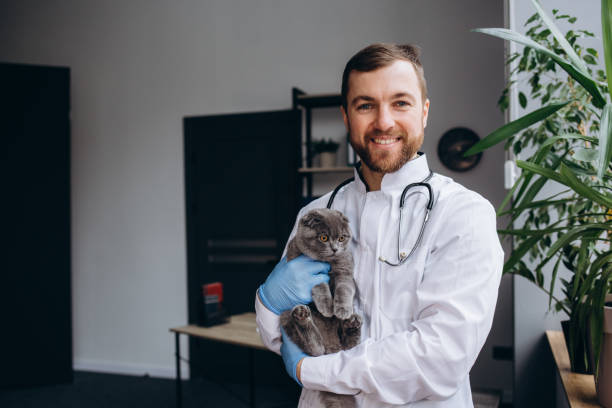 istock Young veterinarian holding cat in clinic 2161114307