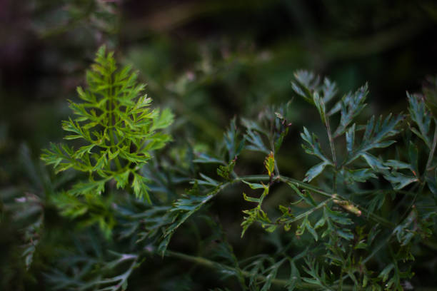 Carrots growing at the vegetable garden