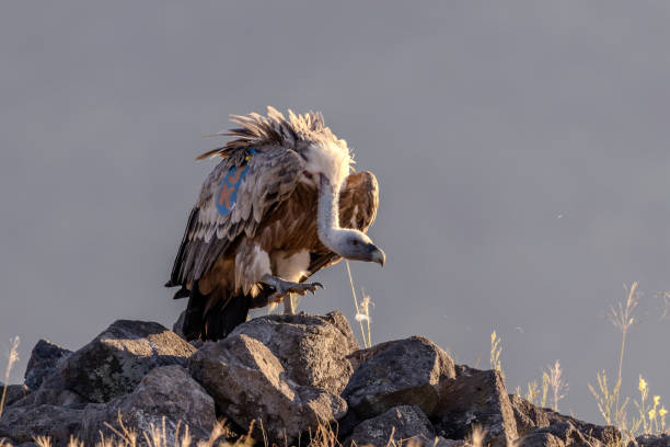 istock Close- up of an Eurasian griffon vulture 2161114979