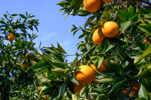 istock juicy oranges in winter in Cyprus 3 2161117713