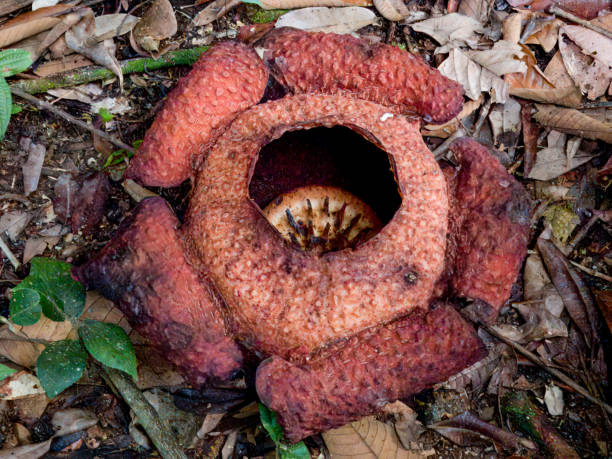 istock Rafflesia Flower in Borneo, Malaysia 2161120392
