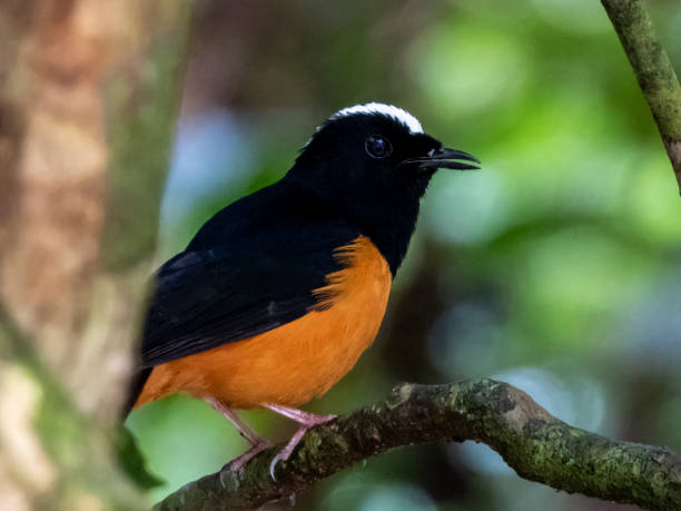 istock White-crowned Shama in Borneo, Malaysia 2161120439