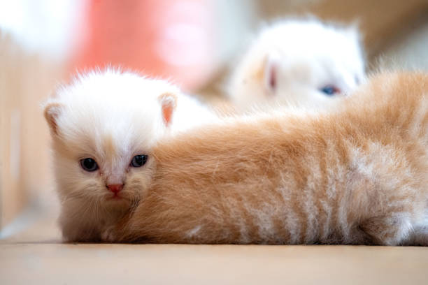 3 months stray kittens starting to explore nearby and disturbing own siblings