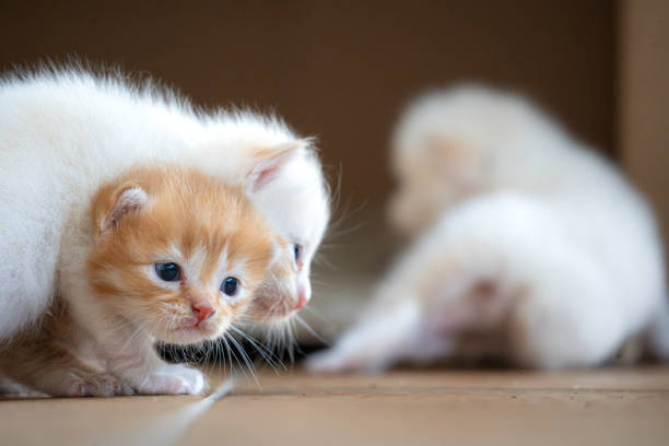 3 months stray kittens starting to explore nearby and disturbing own siblings