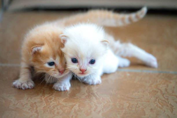 3 months stray kittens starting to explore nearby and disturbing own siblings