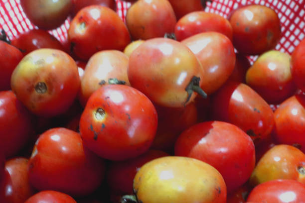 fresh carrots, tomatoes and potato on a pile background and freshly harvested by the farmer