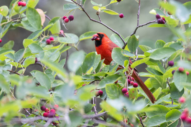 istock northern cardinal  eating juneberry 2161122162