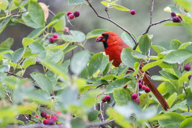 istock northern cardinal  eating juneberry 2161122210