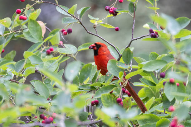 istock northern cardinal  eating juneberry 2161122215
