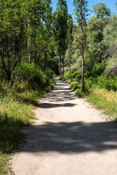 istock Hiking trail in the forest 2161123663