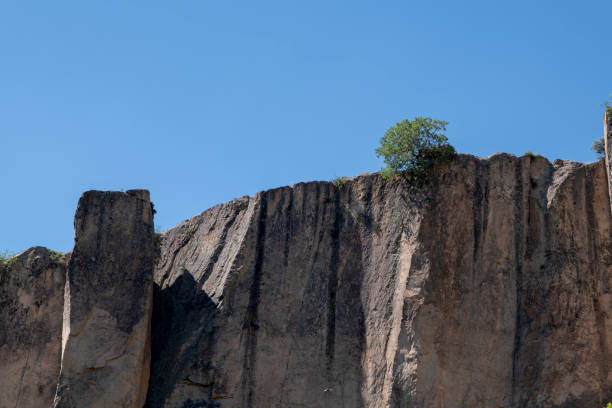 The tree on top of the mountain
