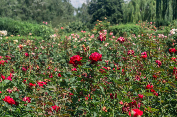 istock Bushy red roses. Red roses in the park 2161127334