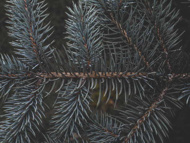 Green tree branches in the forest during winter