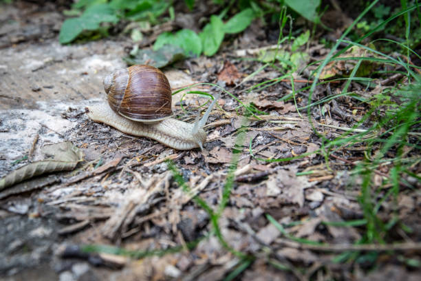 Gray snail with brown shell  in the grass.