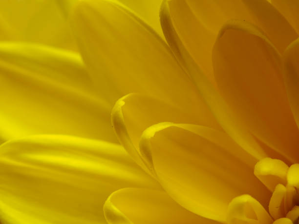 Yellow flower, petals close-up