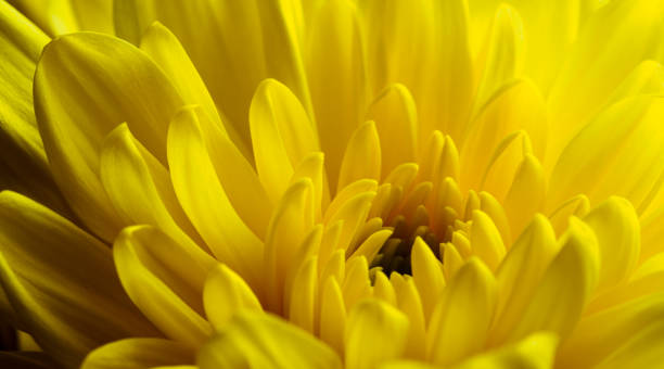 istock Yellow flower, petals close-up 2161128802