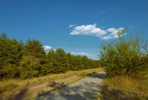 Forest road in pine grove. Beautiful wood trail on forestland landscapes