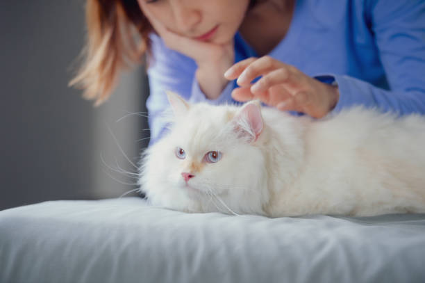 istock girl and Persian cat 2161130993