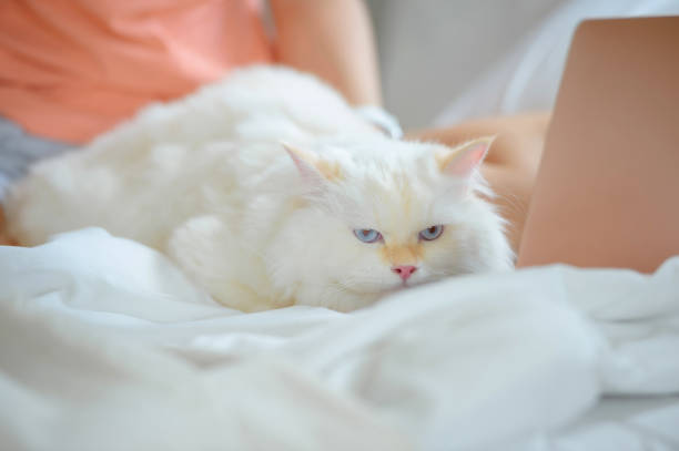 istock girl and Persian cat 2161131022