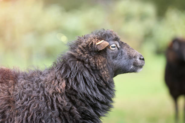 istock Portrait of brown ouessant sheep 2161131279