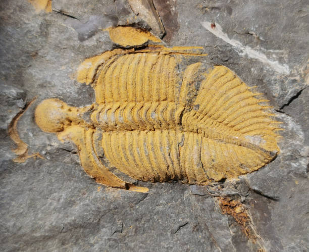 istock Nice Trilobite Fossil 2161133710