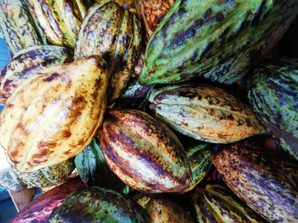 istock fresh cocoa fruits texture 2161133941
