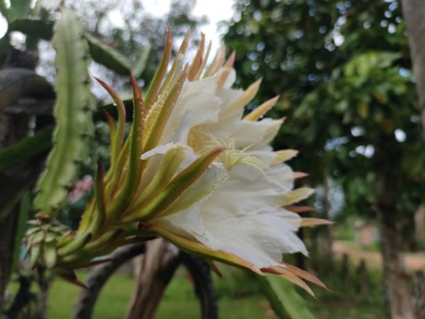 dragon plant flowers bloom dragon plant flowers bloom in the morning dragon fruit flower stock pictures, royalty-free photos & images