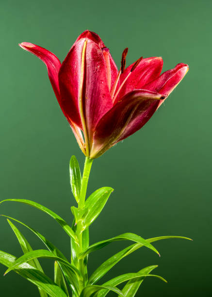 Beautiful Blooming red lily flower on a green background. Flower head close-up.