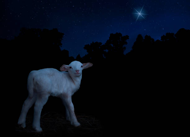 istock Sheep lamb unsteady on its legs with Christmas star shining above 2161136618