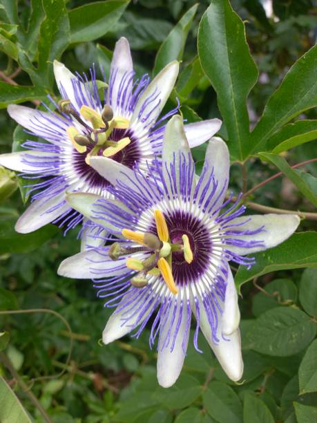 istock Passion flower plant in the nature 2161137162